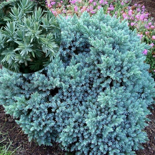 Juniperus squamata 'Blue Star' - Kirju kadakas 'Blue Star' C1/1L